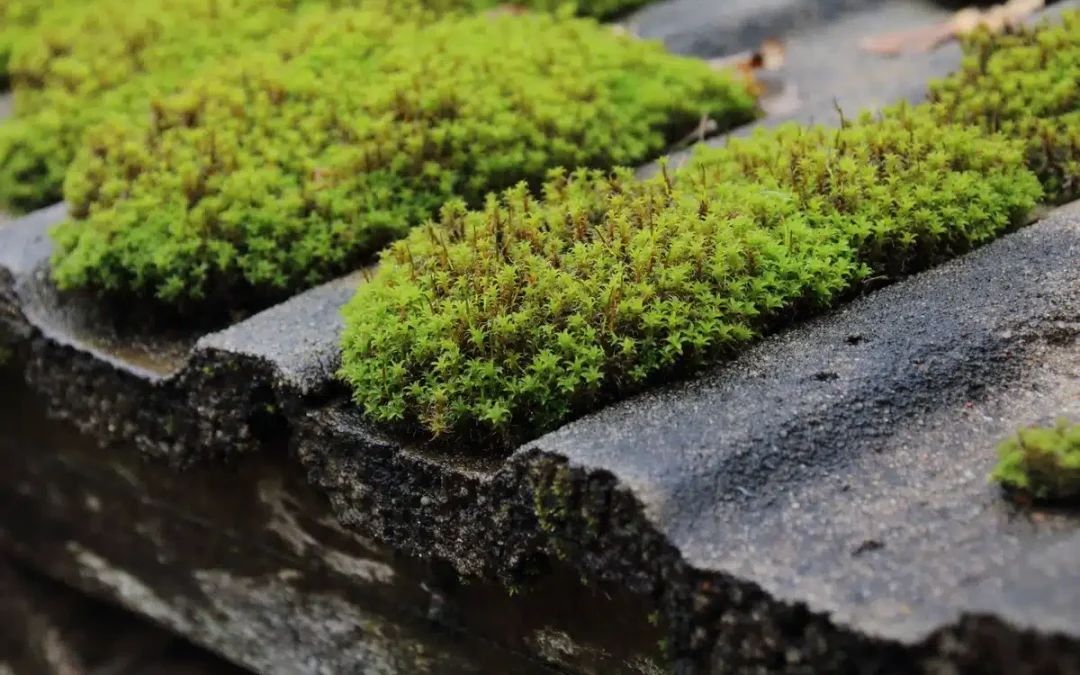Roof Moss Removal: How To Remove Moss Effectively