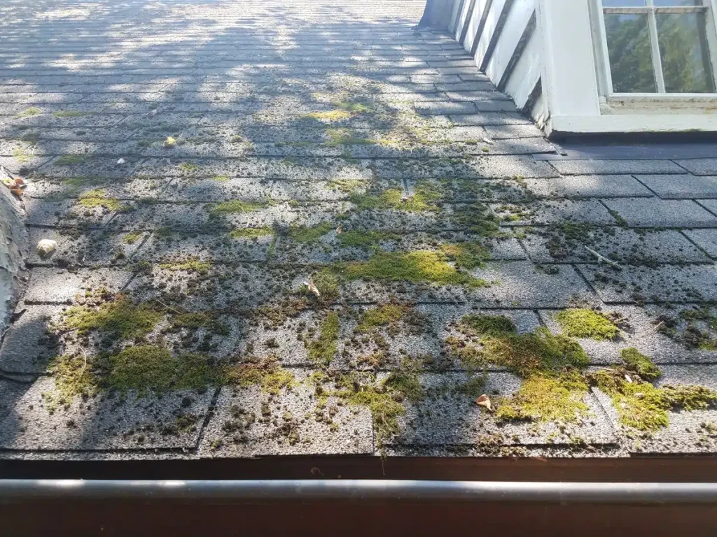 moss on shingles