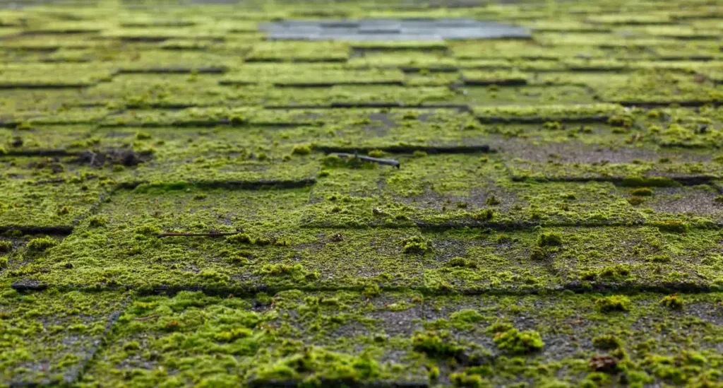 mossy shingle roof